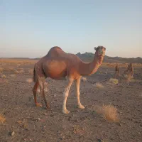 لوک|حیوانات مزرعه|خاش, |دیوار