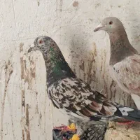 هفرنگ خطی نر