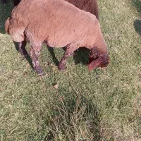 فروش بره نر