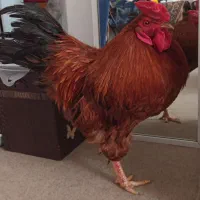 خروس ۱۶ ماهه