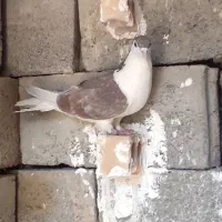 کبوتر سوراخ
