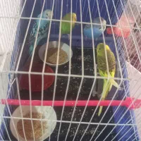 چهار عدد|پرنده|مشهد, خرمشهر|دیوار