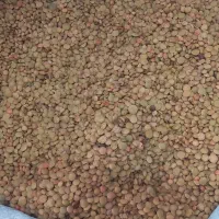 عدس امساله