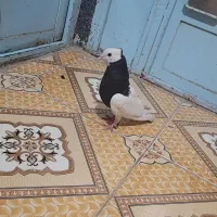 کبوتر نر طوقی سیاه