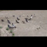 چند عدد کبوتر پرشی