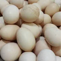تخم مرغ محلی