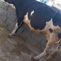 گاو