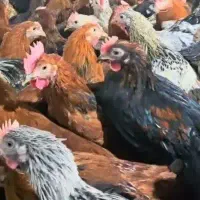 خروس