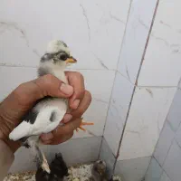 جوجه مرغ سلطان ولهستانی