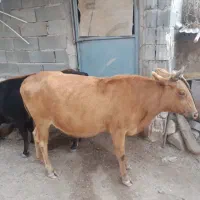 گاو بومی و محلی