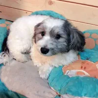 سگ شیتزو|سگ|شیراز, گویم|دیوار