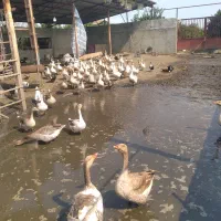 غاز بالغ دوساله