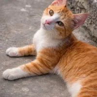 واگذاری فوری رایگان گربه نر