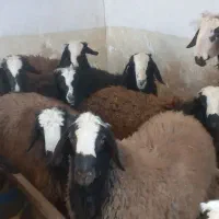 قوچ شالی|حیوانات مزرعه|اسفرورین, |دیوار