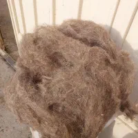 پشم گوسفندی