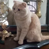 گربه اسکاتیش جهت جفت گیری