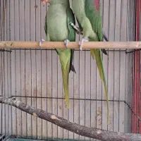 شاه طوطی