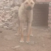 سک سرابی