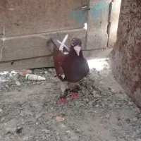 ۸۵۰۰۰۰تومان