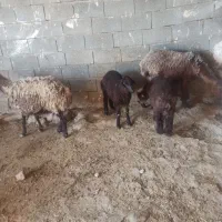 میش بره دار