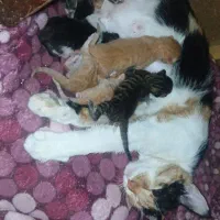 کارگربرای پناهگاه سگ وگربه