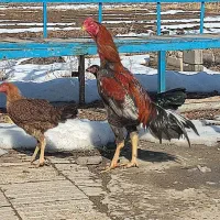 تخم نطفه دار لاری