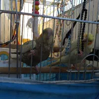 یک جفت عروس هلندی  نر و ماده مولد