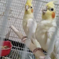 جفت لوتیو