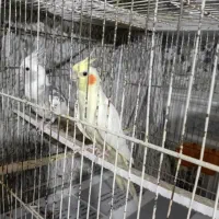 عروس هلندی
