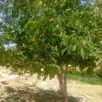 زمین-باغی
