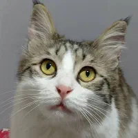گربه مهربون و بسیار با ادب