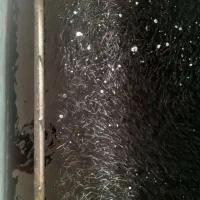 فروش بچه ماهی قزل آلا سردابی نژاد آکوادور