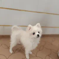 سگ پامرانین شیطون و بازیگوش