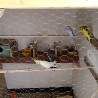 عروس. هلندی ومرغ عشق