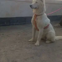 سگ هاسکی