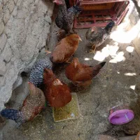 مرغ خروس محلی
