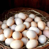 تخم مرغ محلی  ارگانیک