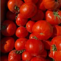 تصفیه گوجه آبگیری گوجه در حضور مشتری