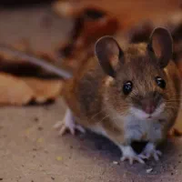 سمپاشی سوسک .موش .باغ مرکبات .کافه .رستوان