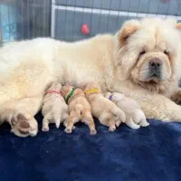 توله چائو چائو \ چاو چاو \ معروف به شیر چینی