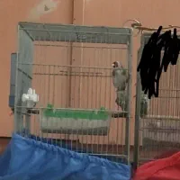 سهره + قناری