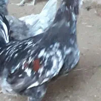 گلین|لوازم جانبی حیوانات|قم, نخودی|دیوار