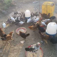 بوقلمون