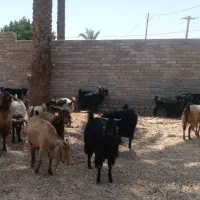 فروش گله بز مخصوص داشت