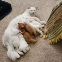 فروش توله گربه