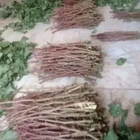 پیوندزنی وفروش ترکه احمداقایی