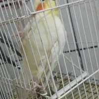 عروس هلندی پیدا شده