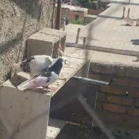 کبوتر پرشی