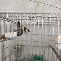 سهره.
