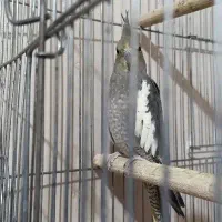 عروس هلندی ماده ۹ماهه سالم سرحال